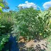 OUT Cookies Gelato CLONE