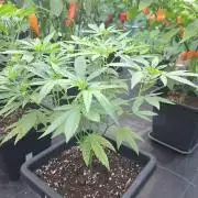 Permant Marker X Georgia Pie CLONES