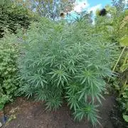 OUT Biscotti#7 CLONE