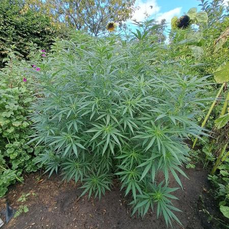 OUT Biscotti#7 CLONE