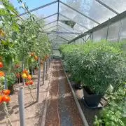 GH Biscotti#7 Zamnesia CLONE