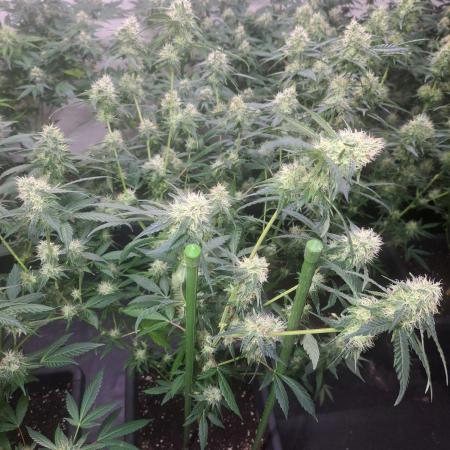 Amnesia Haze Go Fast CLONES