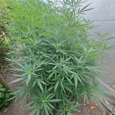 OUT Biscotti Zamnesia Clones