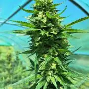 Amnesia Haze Go Fast