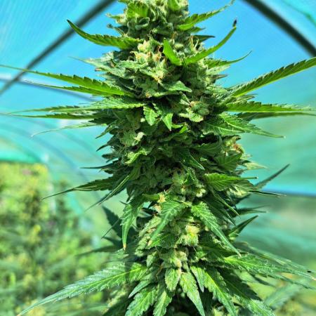 Amnesia Haze Go Fast