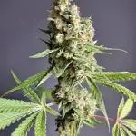 IN Biscotti by Zamnesia