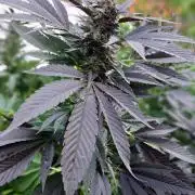 OUT/GH Liberty Haze & Cookies Gelato