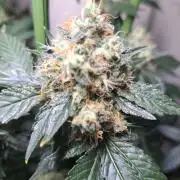Zoap Rosé CLONES