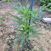 OUT Biscotti#7 CLONE