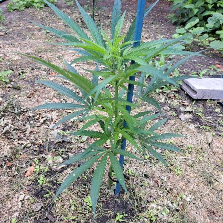 OUT Biscotti#7 CLONE