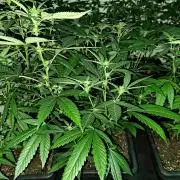 Amnesia Haze Go Fast CLONES