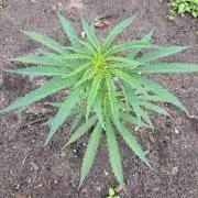 OUT Biscotti#7 CLONE