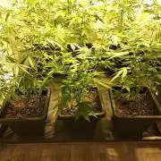 Sour Papaya CLONES