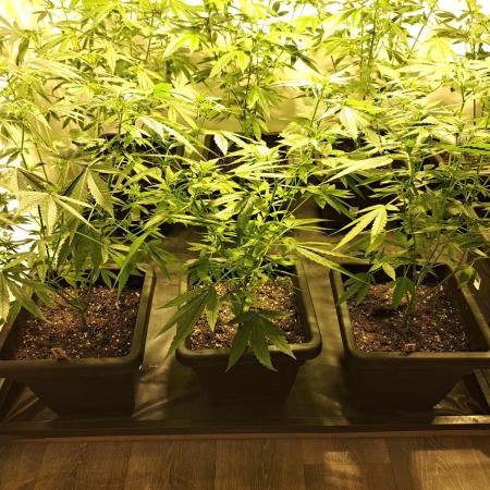 Sour Papaya CLONES