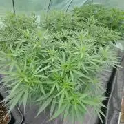 Biscotti#7 Zamnesia CLONE