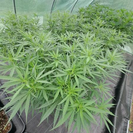 Biscotti#7 Zamnesia CLONE