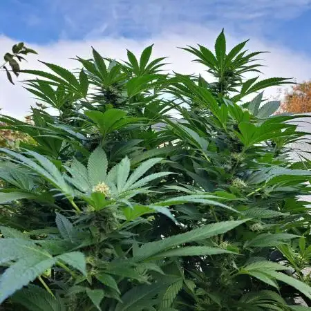 OUT/GH Liberty Haze & Cookies Gelato