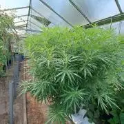 GH Biscotti#7 Zamnesia CLONE