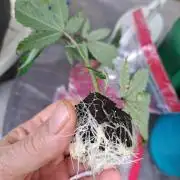 Blockberry CLONE