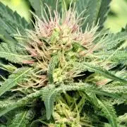 Sour Papaya