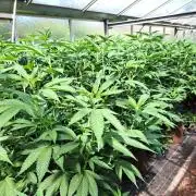 GH Cookies Gelato CLONE