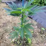 OUT Cookies Gelato CLONE