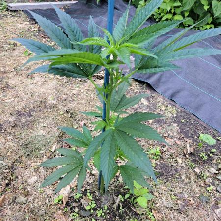 OUT Cookies Gelato CLONE