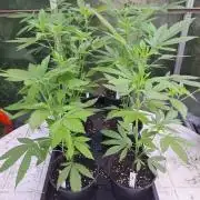 Amnesia Haze Go Fast CLONES