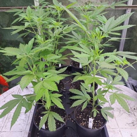 Amnesia Haze Go Fast CLONES