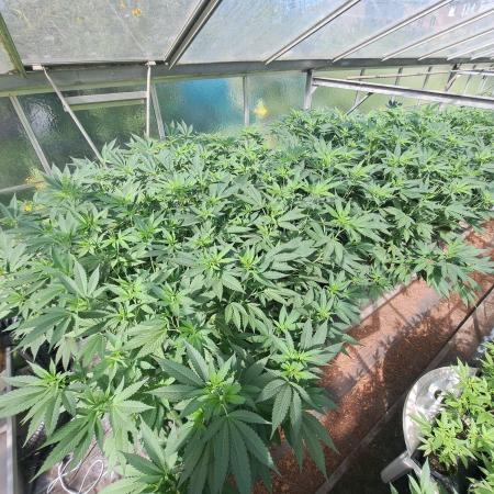 GH Cookies Gelato CLONE