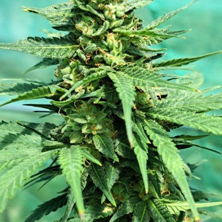 Sour Papaya