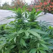 OUT Biscotti Zamnesia Clones