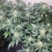 Zoap Rosé CLONES