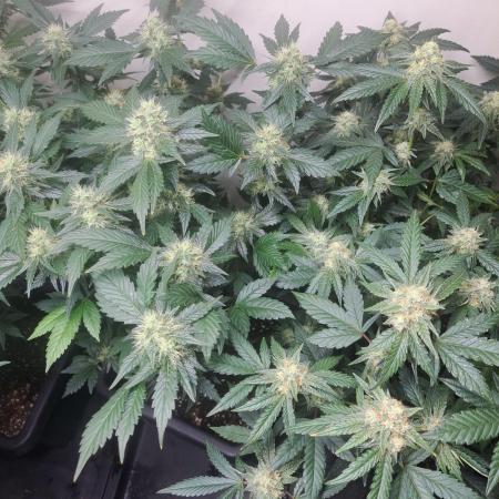 Zoap Rosé CLONES