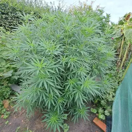 OUT Biscotti#7 CLONE