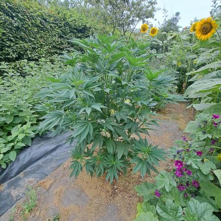 OUT Cookies Gelato CLONE