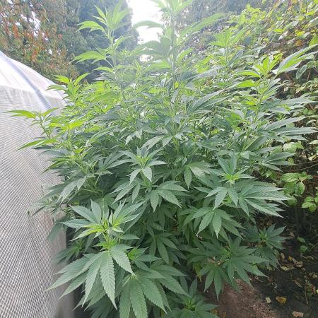 OUT/GH Liberty Haze & Cookies Gelato