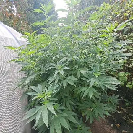 OUT/GH Liberty Haze & Cookies Gelato