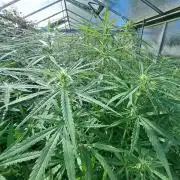 GH Biscotti#7 Zamnesia CLONE