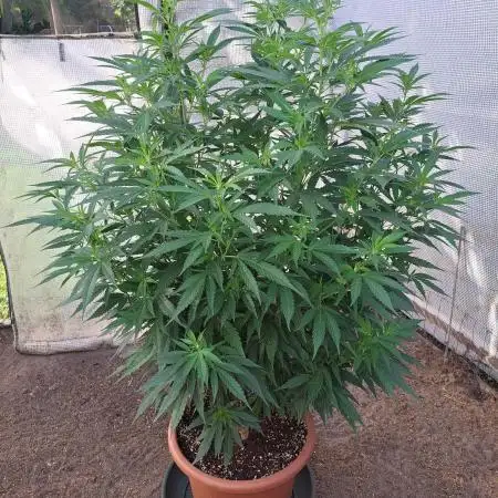 Greenhouse / Outdoor (?) Various Clones