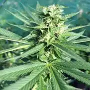 Amnesia Haze Go Fast