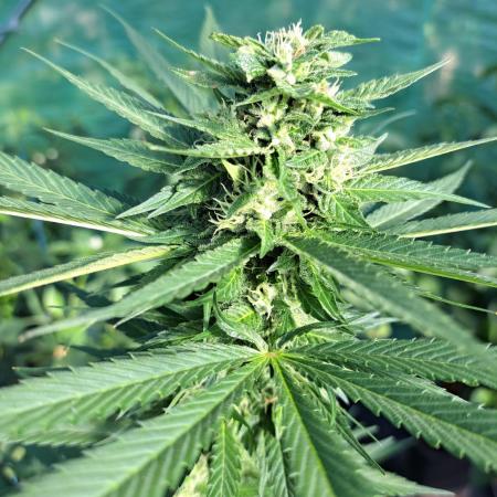 Amnesia Haze Go Fast
