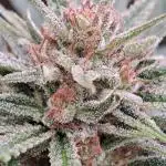 OUT Biscotti Zamnesia Clones