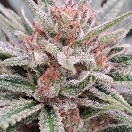 OUT Biscotti Zamnesia Clones