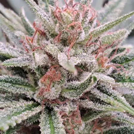 OUT Biscotti Zamnesia Clones