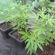 Amnesia Haze Go Fast CLONES
