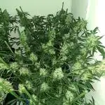 IN Biscotti Zamnesia 3 phenos