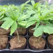 Blockberry CLONE