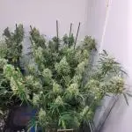IN Biscotti Zamnesia clones 3 phenos