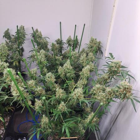 IN Biscotti Zamnesia clones 3 phenos